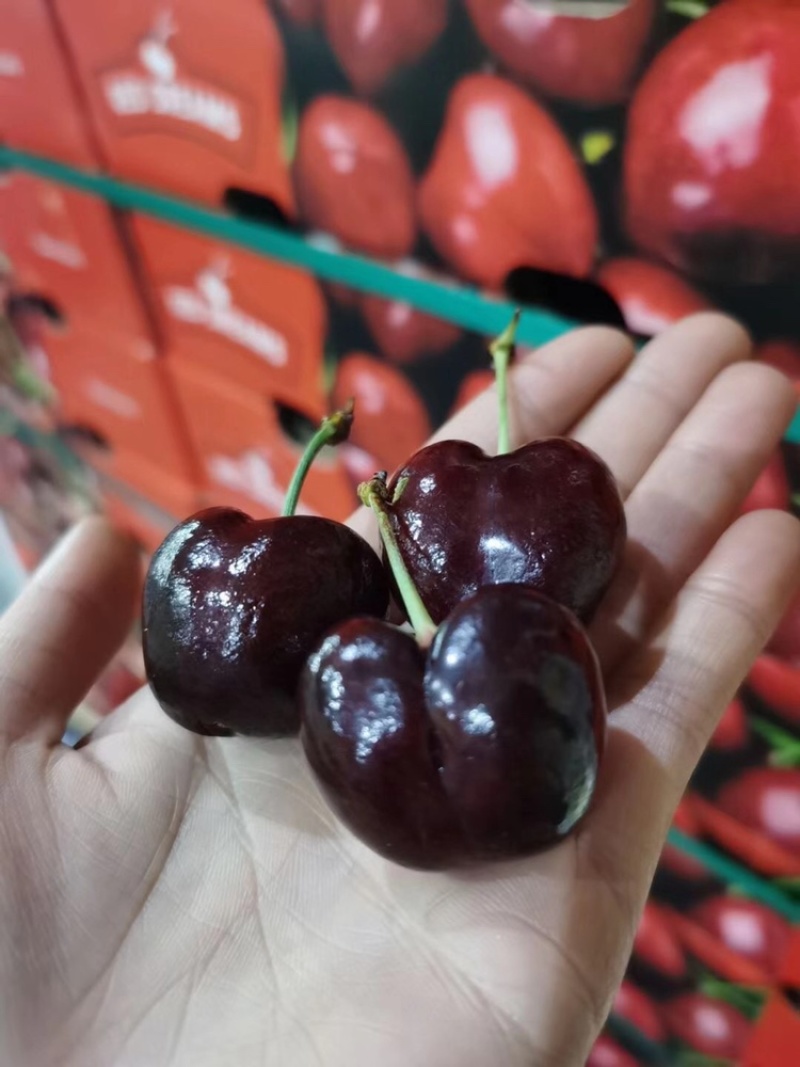 智利车厘子3J10斤现货新鲜进口樱桃每天价格浮动