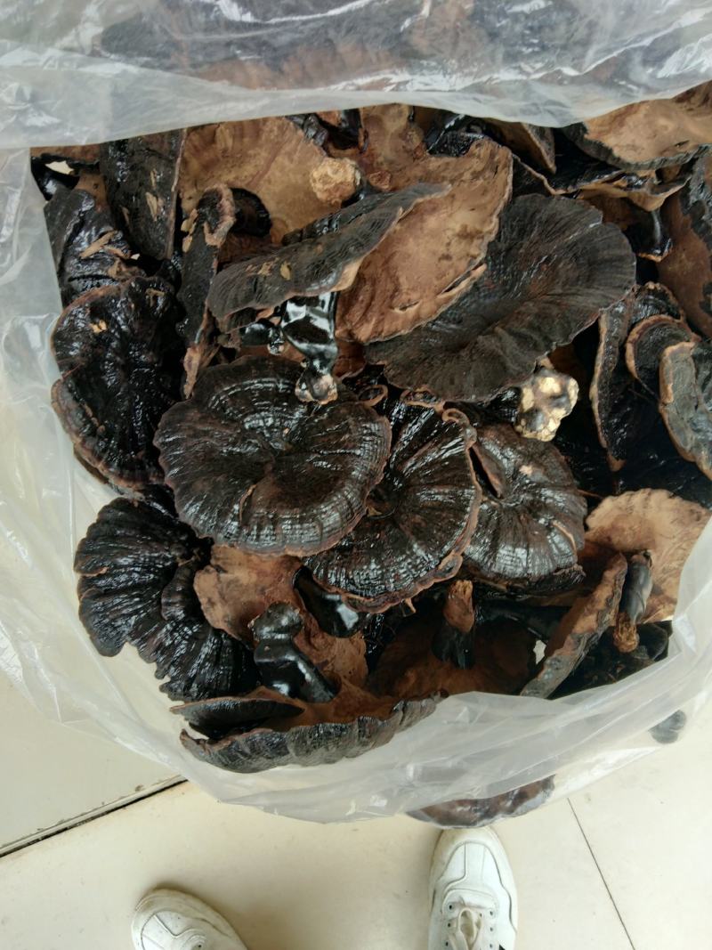 广西深山老林黑灵芝