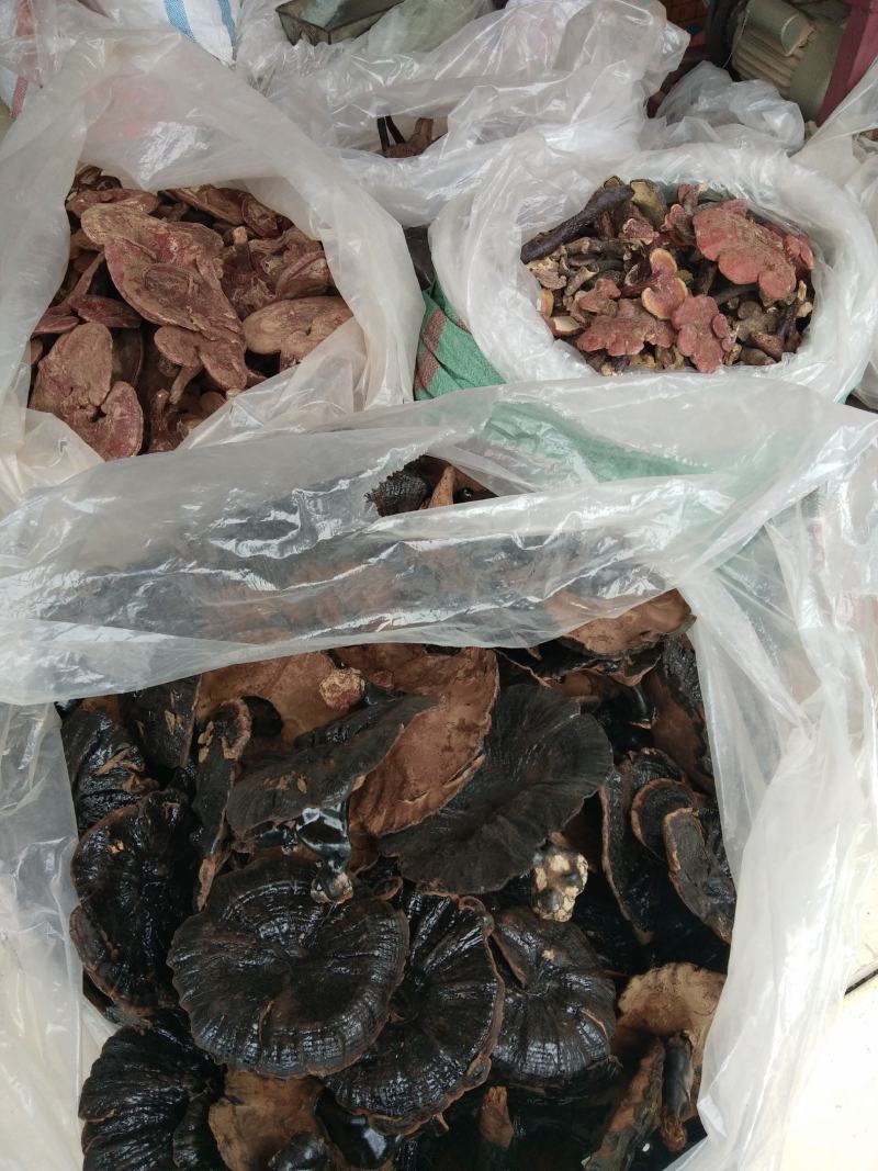 广西深山老林黑灵芝