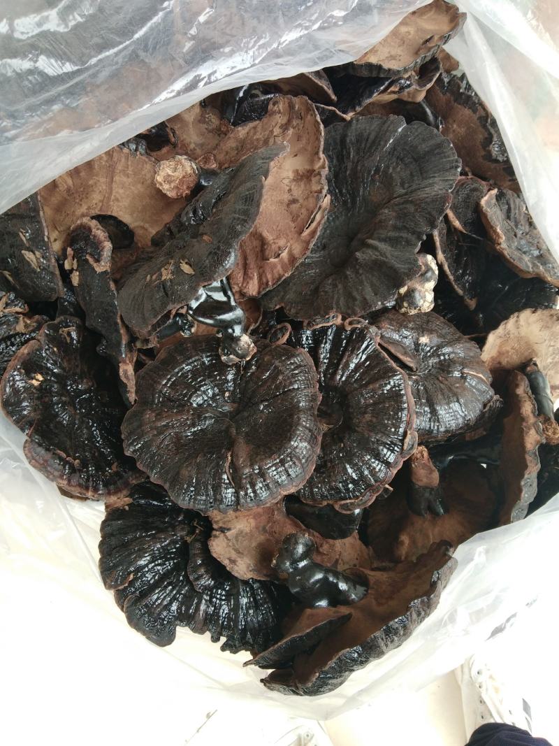 广西深山老林黑灵芝