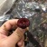 智利车厘子JJ级别10斤装现货新鲜水果进口樱桃广州江南