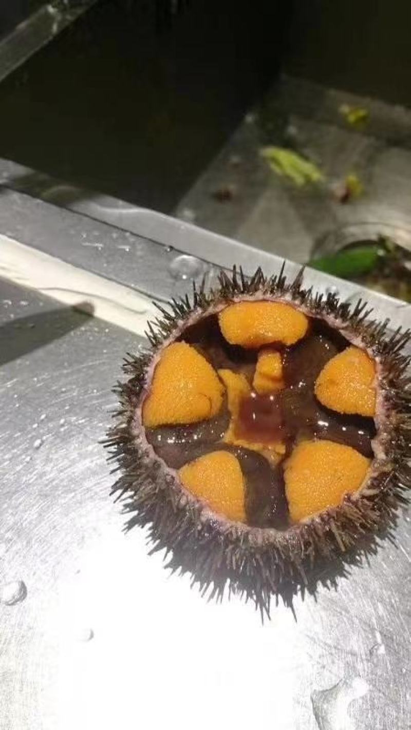 大连马粪海胆紫海胆黄金海胆季节性供应