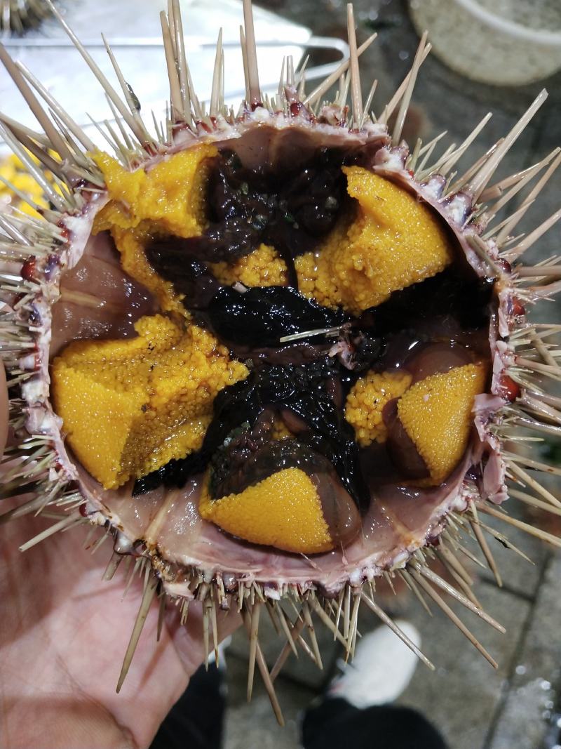 大连马粪海胆紫海胆黄金海胆季节性供应