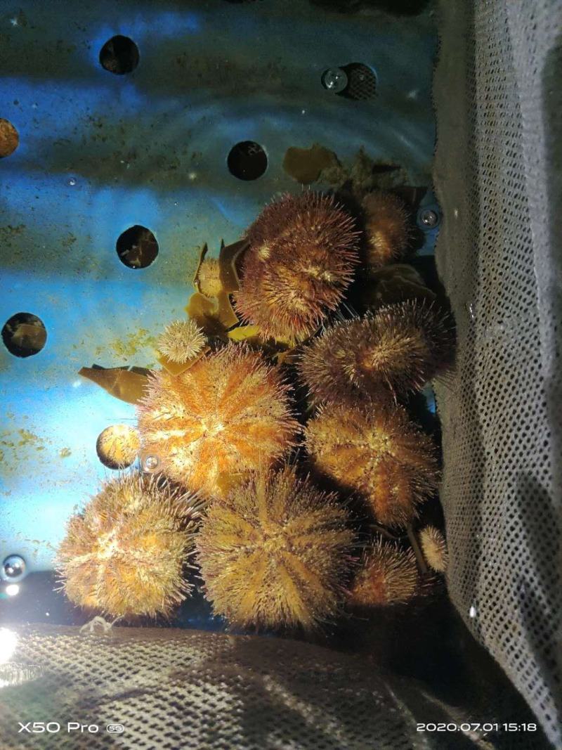 大连马粪海胆紫海胆黄金海胆季节性供应