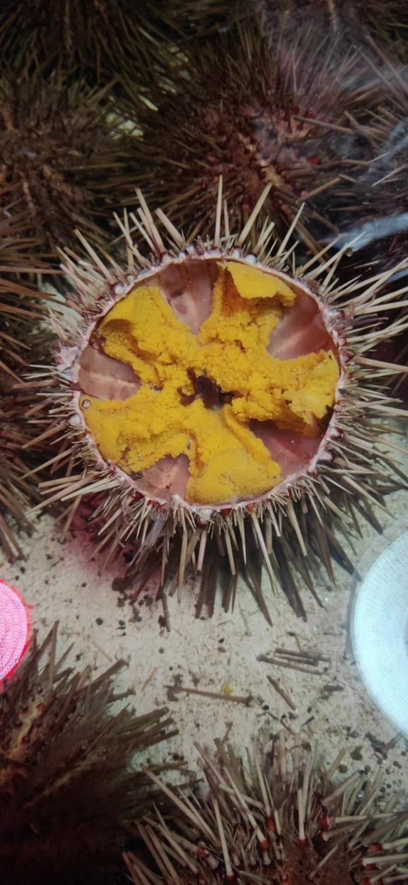 大连马粪海胆紫海胆黄金海胆季节性供应