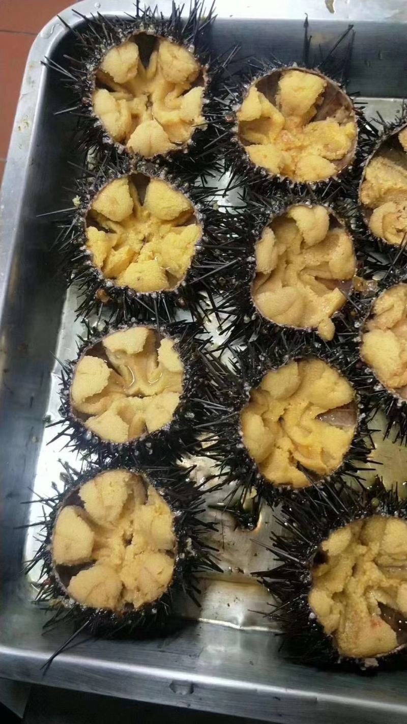 大连马粪海胆紫海胆黄金海胆季节性供应
