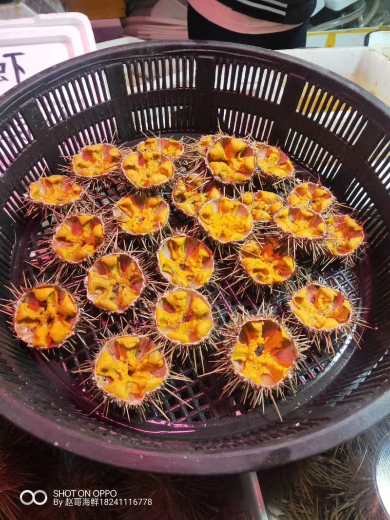 大连马粪海胆紫海胆黄金海胆季节性供应