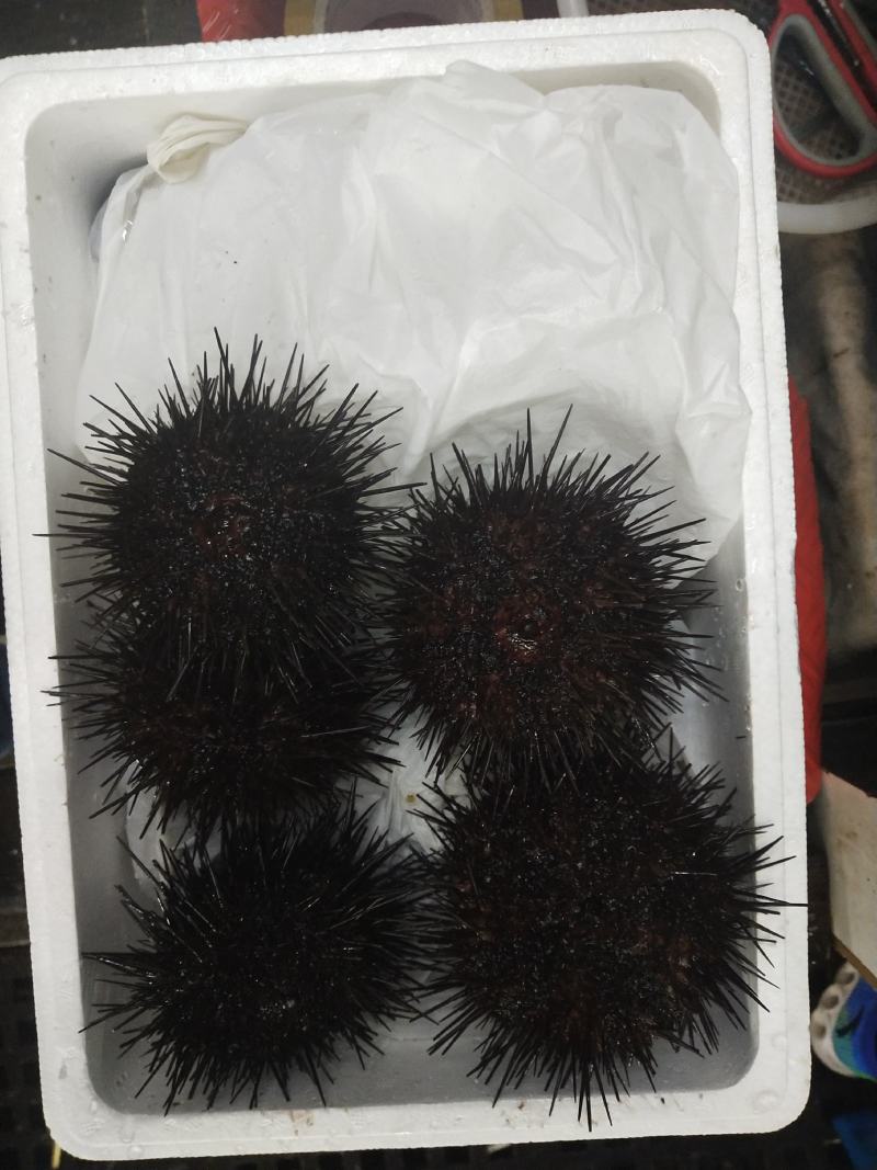 大连马粪海胆紫海胆黄金海胆季节性供应