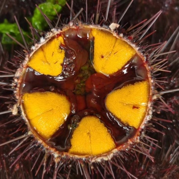 大连马粪海胆紫海胆黄金海胆季节性供应