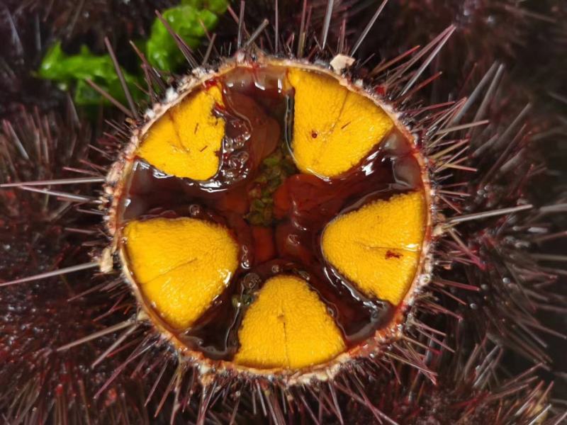 大连马粪海胆紫海胆黄金海胆季节性供应