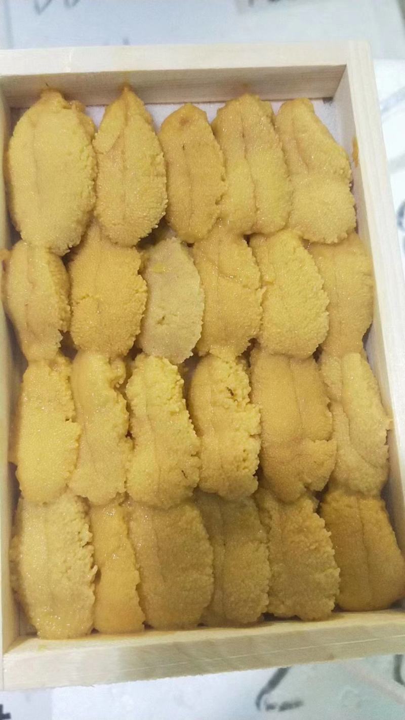 大连马粪海胆紫海胆黄金海胆季节性供应