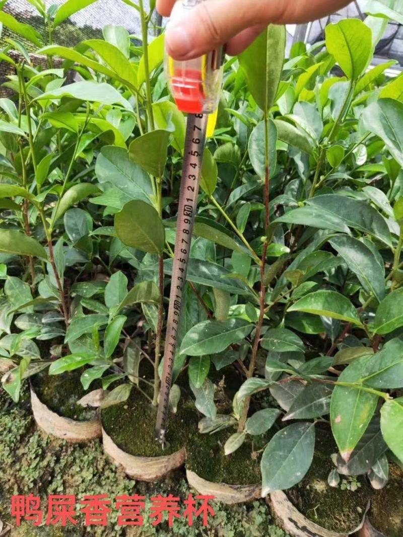 批发凤凰单枞茶苗（床苗，营养杯茶苗，移植1至多年苗）