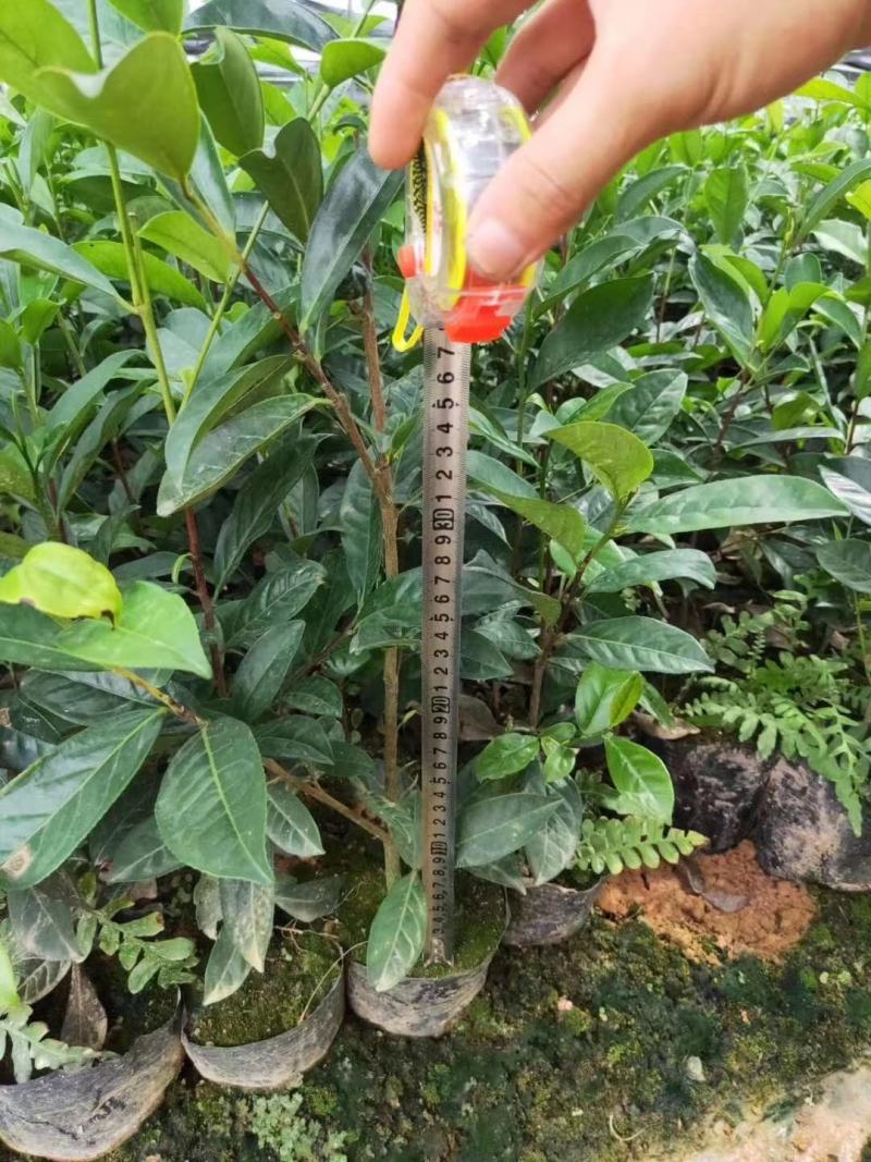 批发凤凰单枞茶苗（床苗，营养杯茶苗，移植1至多年苗）