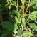 批发凤凰单枞茶苗（床苗，营养杯茶苗，移植1至多年苗）