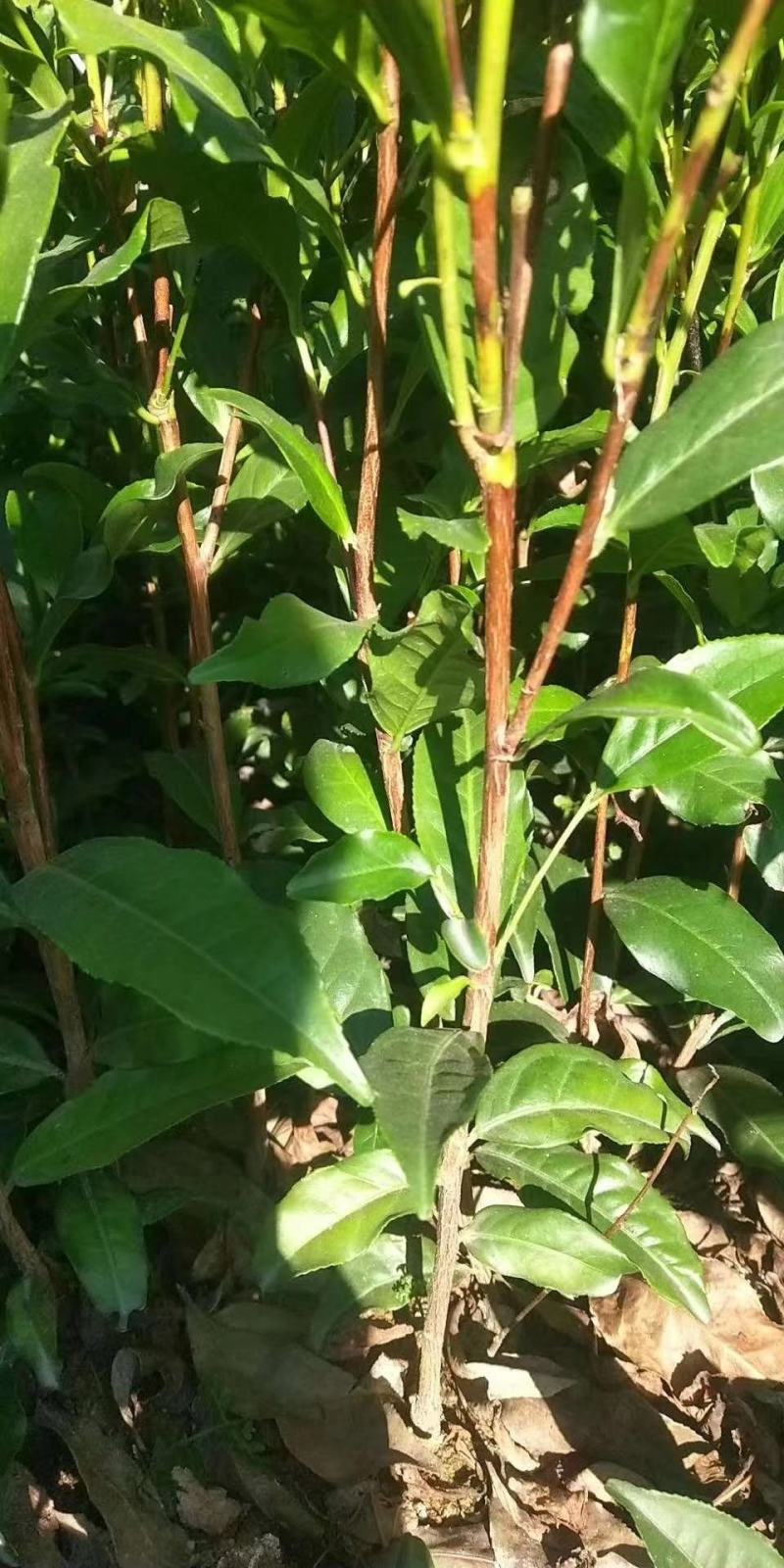 批发凤凰单枞茶苗（床苗，营养杯茶苗，移植1至多年苗）