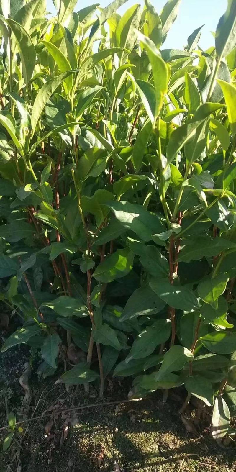 批发凤凰单枞茶苗（床苗，营养杯茶苗，移植1至多年苗）