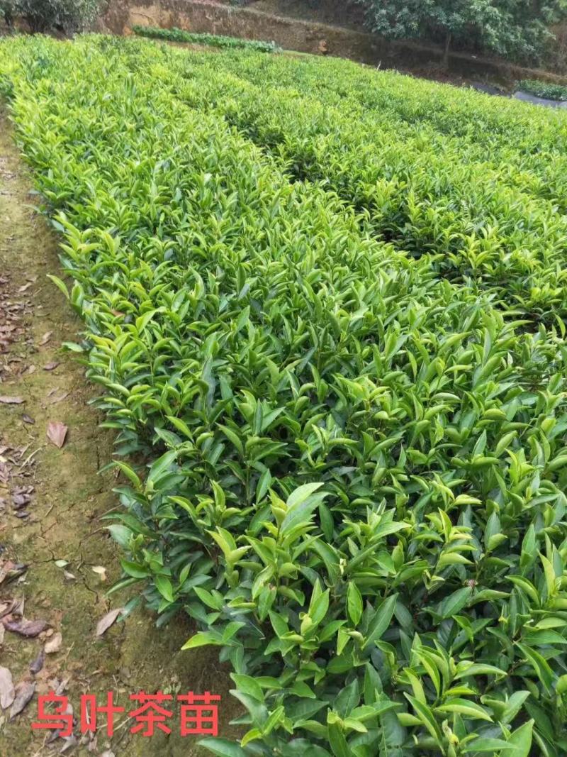 批发凤凰单枞茶苗（床苗，营养杯茶苗，移植1至多年苗）