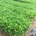 批发凤凰单枞茶苗（床苗，营养杯茶苗，移植1至多年苗）