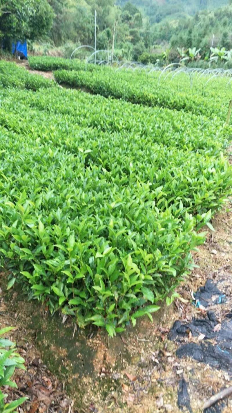 批发凤凰单枞茶苗（床苗，营养杯茶苗，移植1至多年苗）