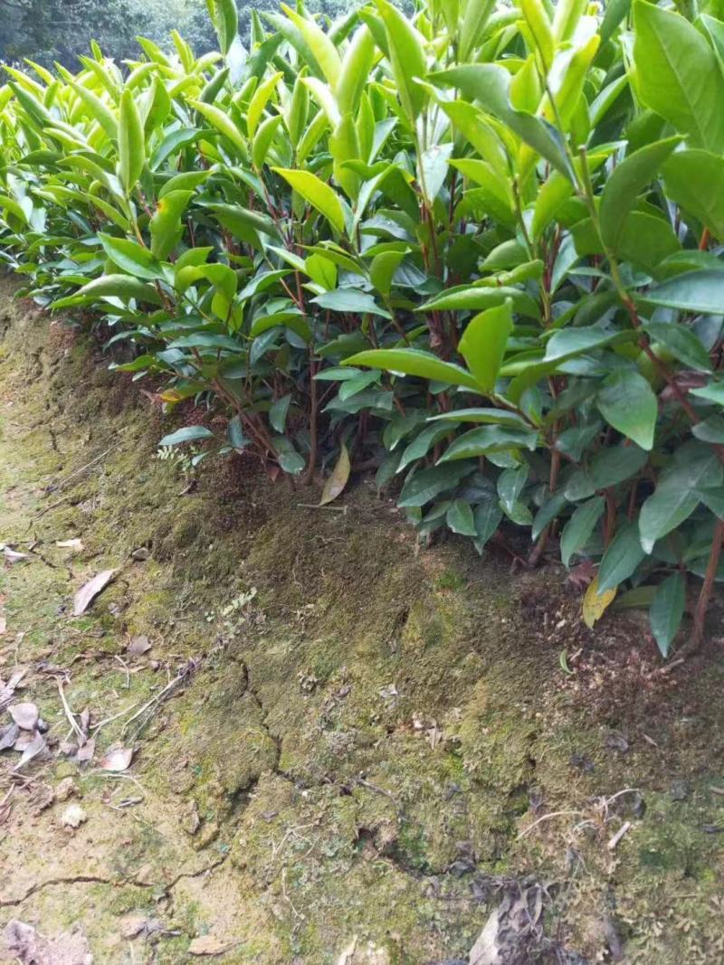 批发凤凰单枞茶苗（床苗，营养杯茶苗，移植1至多年苗）