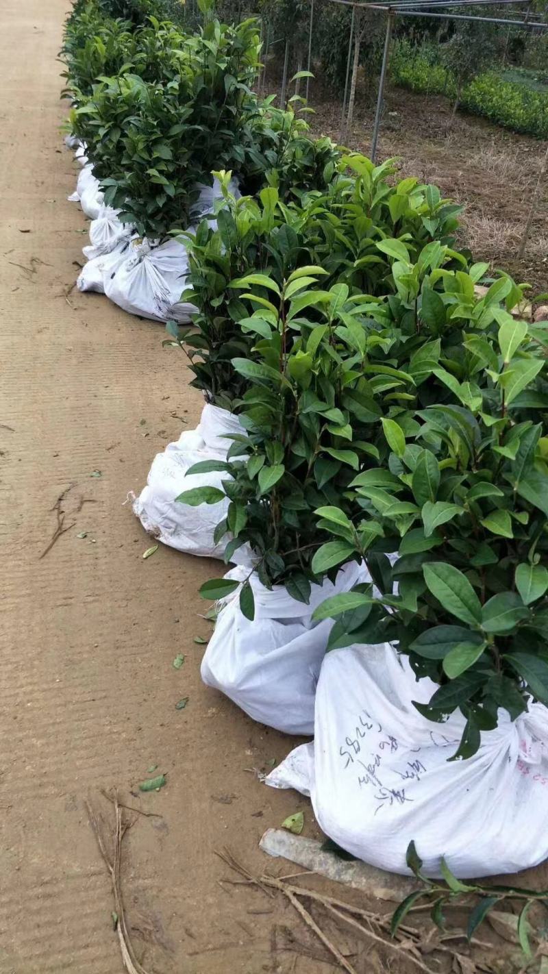 批发凤凰单枞茶苗（床苗，营养杯茶苗，移植1至多年苗）