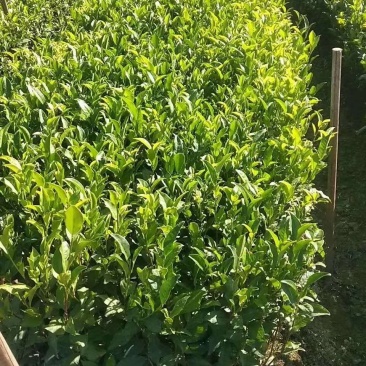 批发凤凰单枞茶苗（床苗，营养杯茶苗，移植1至多年苗）
