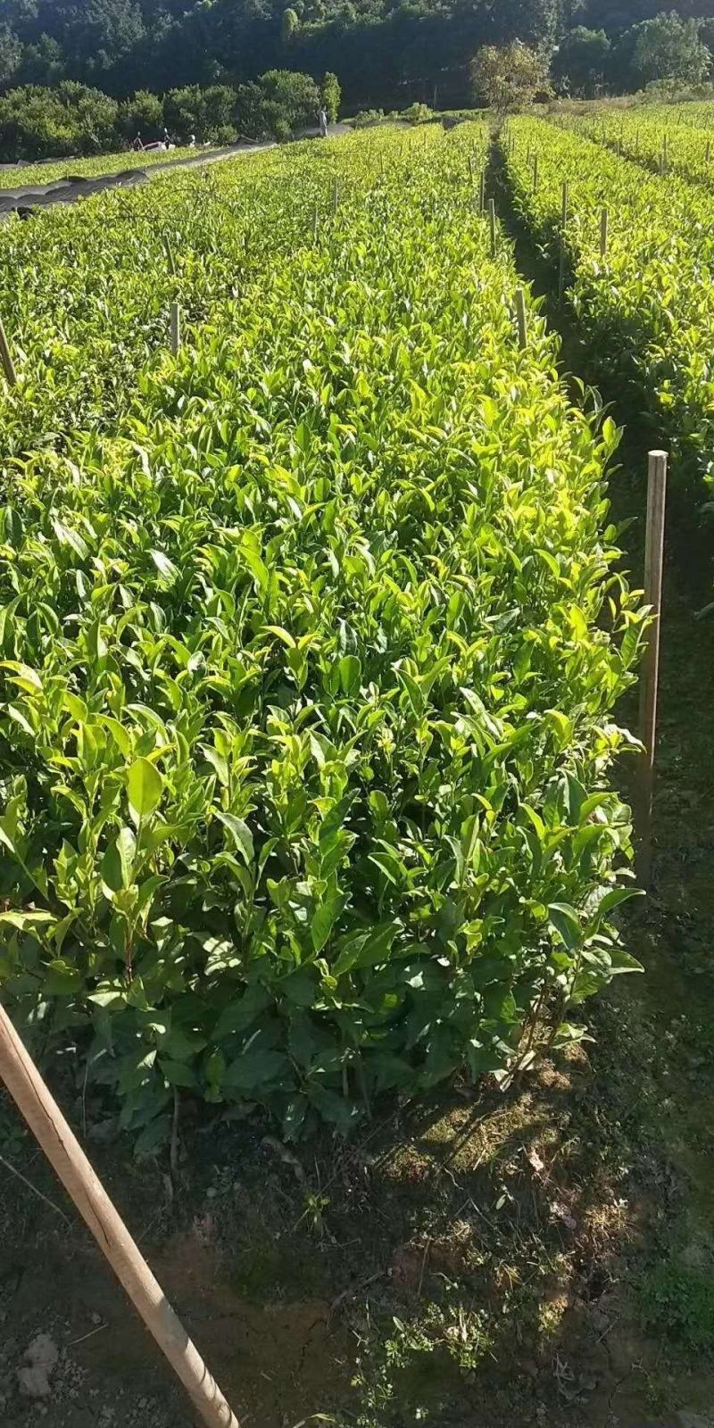 批发凤凰单枞茶苗（床苗，营养杯茶苗，移植1至多年苗）