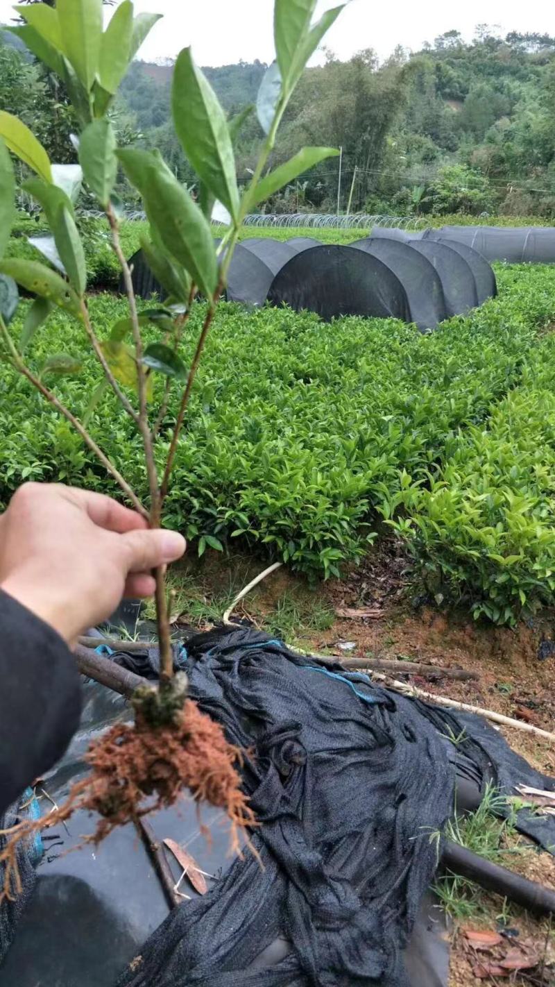 批发凤凰单枞茶苗（床苗，营养杯茶苗，移植1至多年苗）