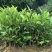 批发凤凰单枞茶苗（床苗，营养杯茶苗，移植1至多年苗）