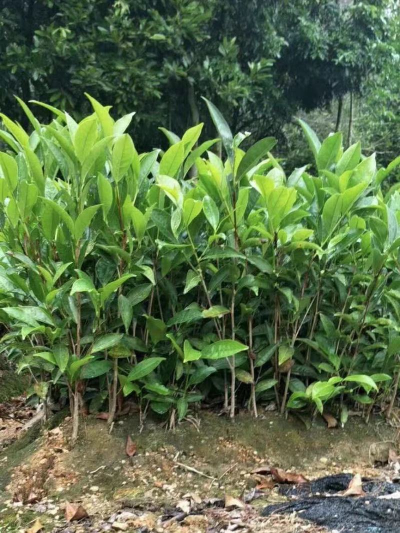 批发凤凰单枞茶苗（床苗，营养杯茶苗，移植1至多年苗）