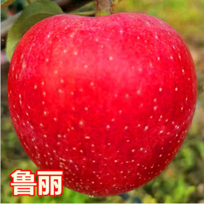 果苗基地苹果苗南北适种新品种耐寒耐旱死苗补发