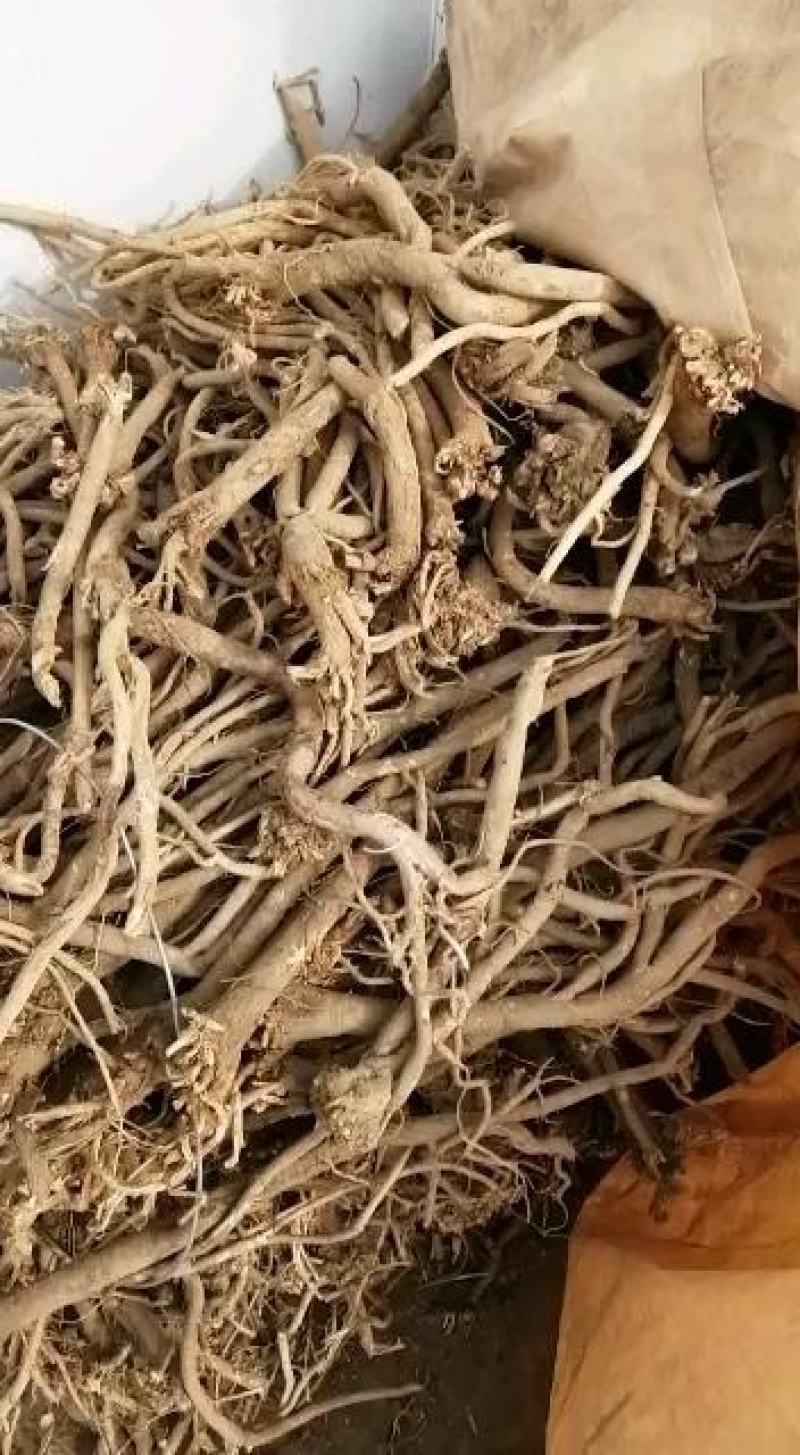 甘肃岷县野生黄芪批发量大优惠全国包邮