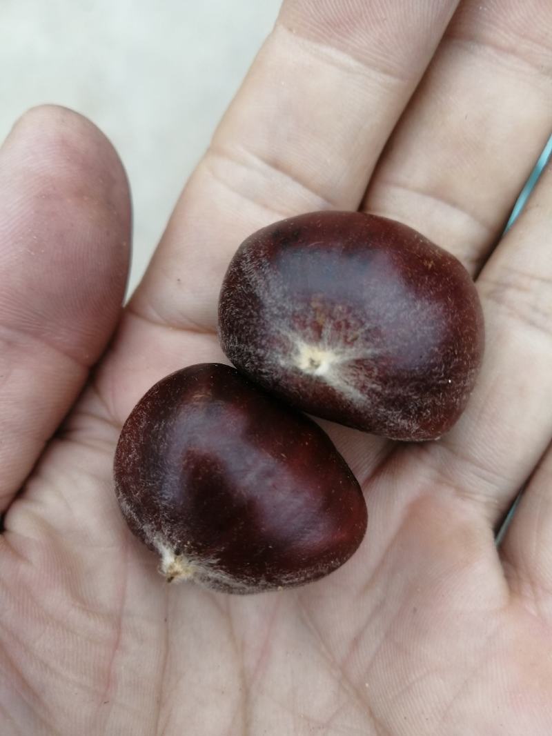 河北遵化油栗批发糖炒栗子专用