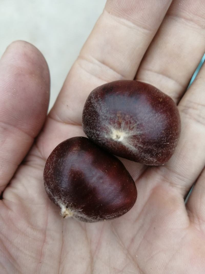 河北遵化油栗批发糖炒栗子专用