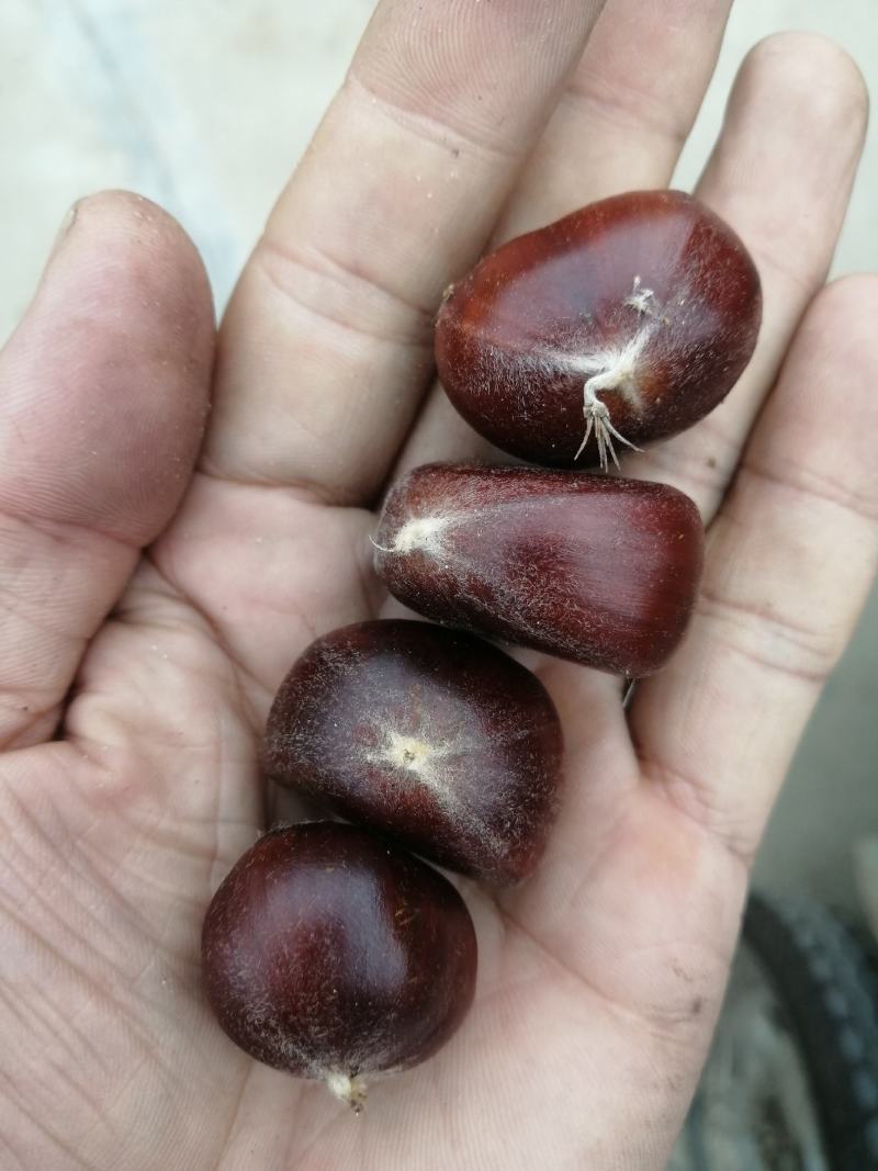 河北遵化油栗批发糖炒栗子专用
