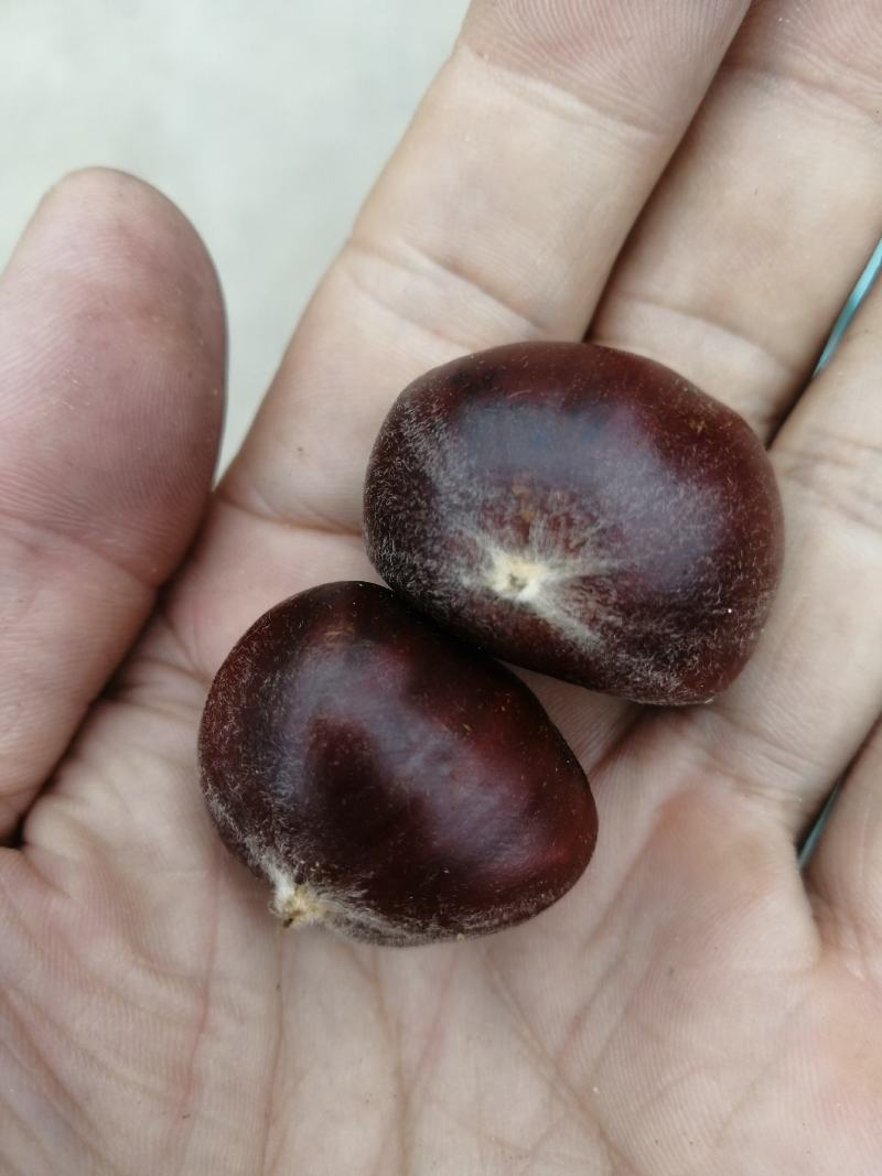 河北遵化油栗批发糖炒栗子专用