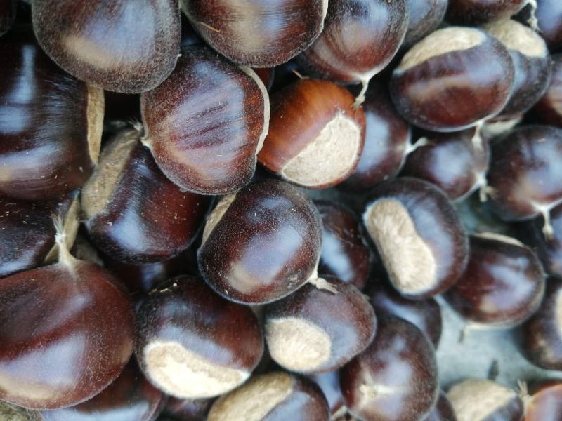 河北遵化油栗批发糖炒栗子专用