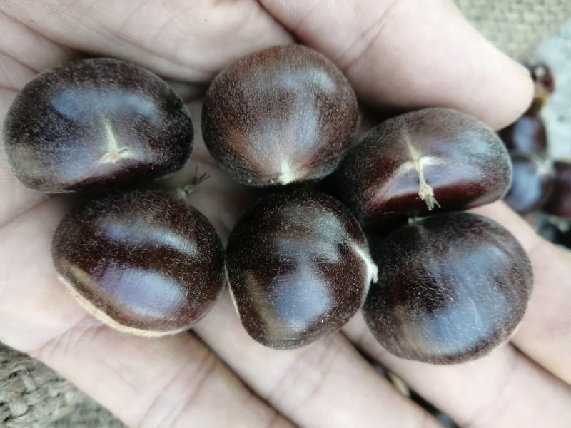 河北遵化油栗批发糖炒栗子专用