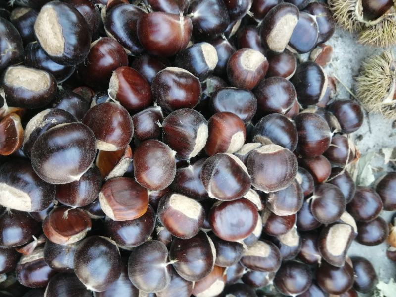 河北遵化油栗批发糖炒栗子专用