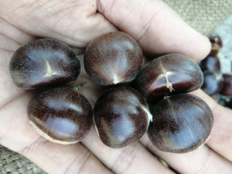 河北遵化油栗批发糖炒栗子专用