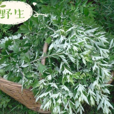 野生鲜艾叶(干)家乡纯野生艾草直销无农药无化肥污染