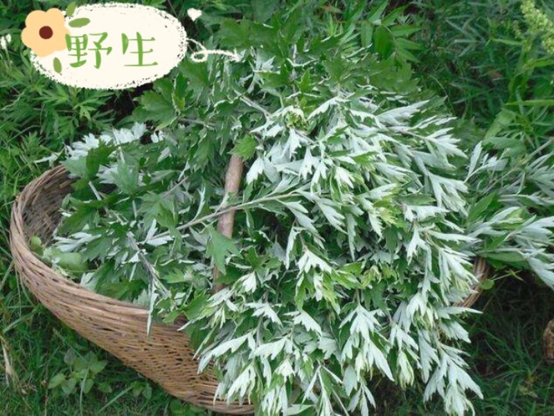 野生鲜艾叶(干)家乡纯野生艾草直销无农药无化肥污染