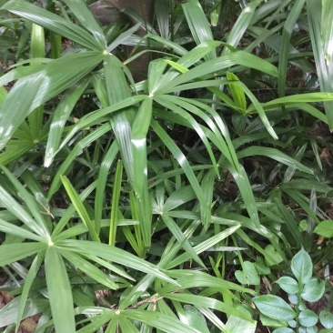 棕榈树小苗20公:至100公分