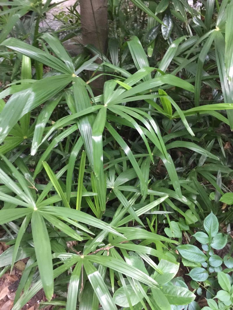 棕榈树小苗20公:至100公分