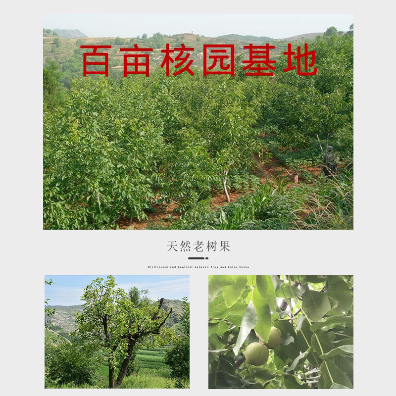 文玩核桃苗山东基地直发手玩核桃苗官帽核桃苗