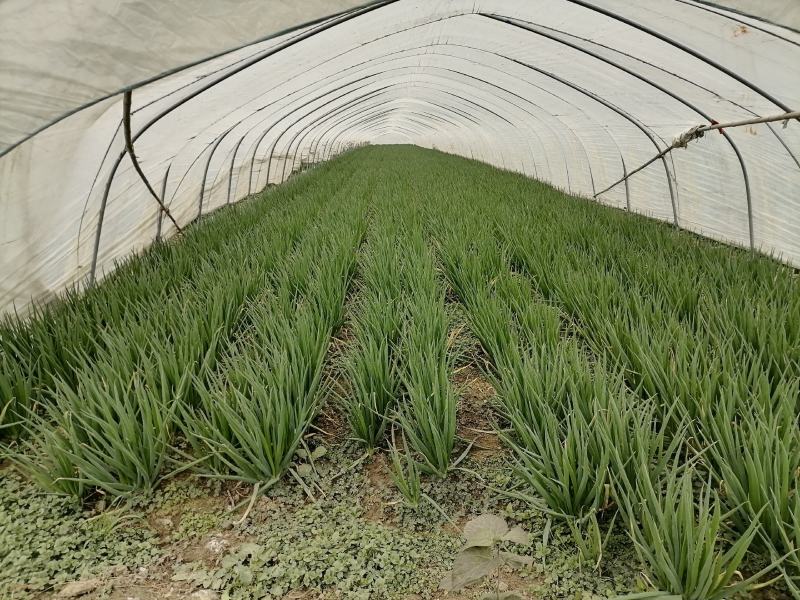 安徽分葱40-70公分，价格优惠，欢迎联系
