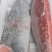 超低温金枪鱼大腹中腹天身白金枪大目马苏鱼脖