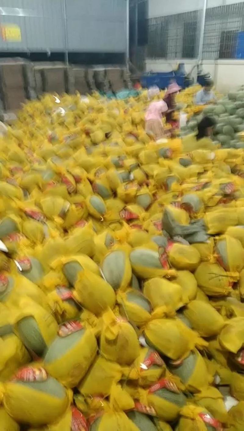 哈密瓜海南精品小密海沙地哈密瓜