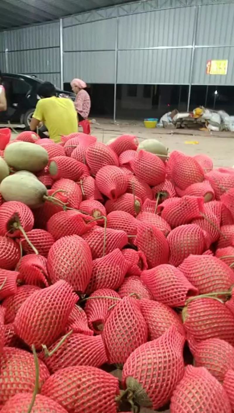 哈密瓜海南精品小密海沙地哈密瓜