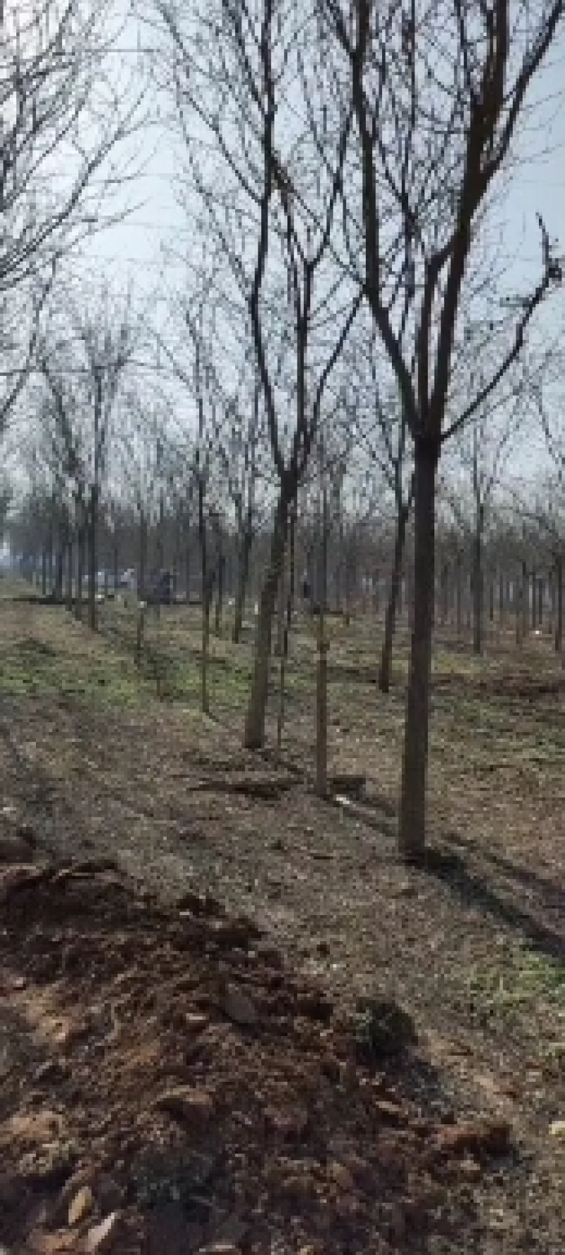 焦作大量供应金叶复叶槭各种规格精品齐全